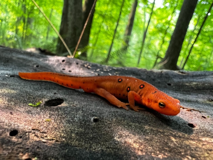 Red Eft